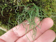 Equisetum scirpoides