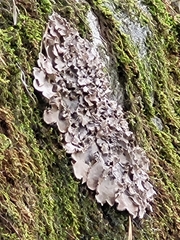 Peltigera canina