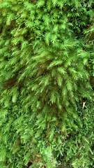 Pyrrhobryum spiniforme