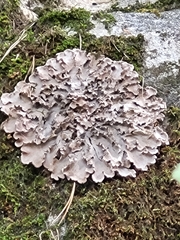 Peltigera canina