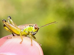 Eotettix pusillus