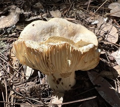 Russula cerolens