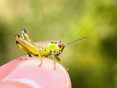 Eotettix pusillus
