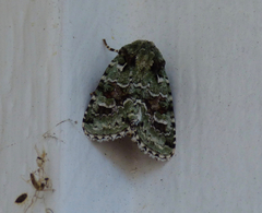 Lacinipolia implicata