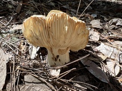 Russula cerolens
