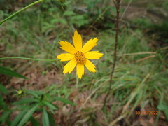 Coreopsis