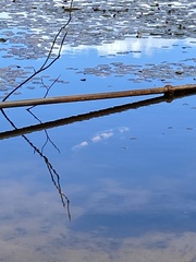 Cyprinus rubrofuscus