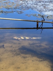 Cyprinus rubrofuscus