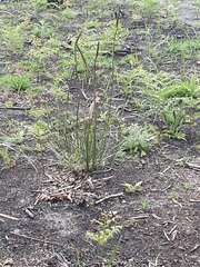 Xanthorrhoea minor lutea