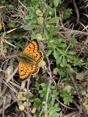 Lycaena