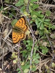 Lycaena