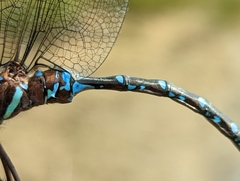 Aeshna tuberculifera