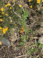 Lycaena