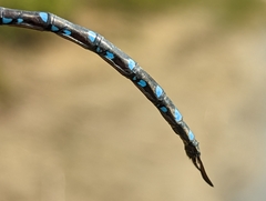 Aeshna tuberculifera