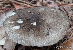 Agaricus moelleri