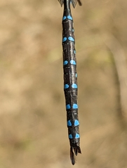 Aeshna tuberculifera