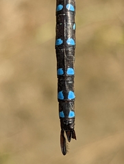 Aeshna tuberculifera