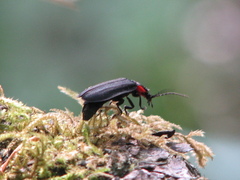 Pyropyga nigricans