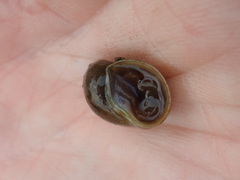 Lymnaeidae