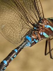 Aeshna tuberculifera