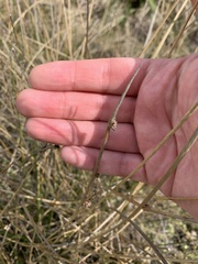 Juncus edgariae