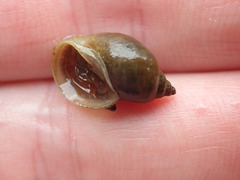 Lymnaeidae