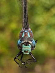 Aeshna tuberculifera