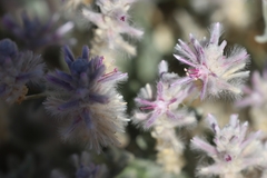 Ptilotus sessilifolius