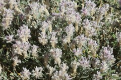 Ptilotus sessilifolius