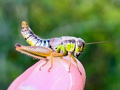 Eotettix pusillus