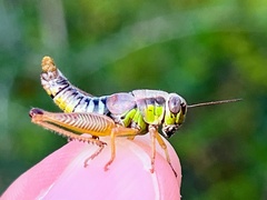 Eotettix pusillus