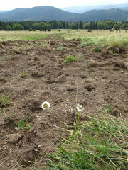 Taraxacum erythrospermum