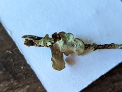 Cetrelia cetrarioides