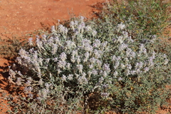 Ptilotus sessilifolius