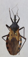 Triatoma dimidiata