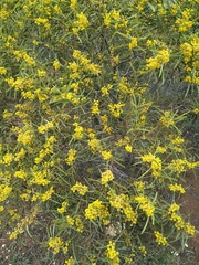 Acacia hakeoides