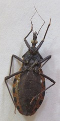 Triatoma dimidiata