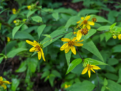 Helianthus microcephalus