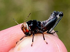 Eotettix pusillus