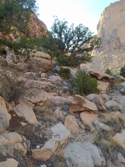 Juniperus osteosperma