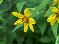 Helianthus microcephalus