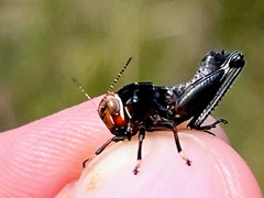 Eotettix pusillus