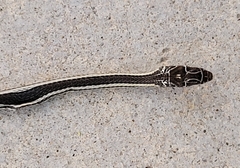 Masticophis taeniatus