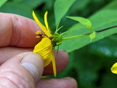 Helianthus microcephalus
