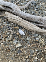 Sterna striata striata