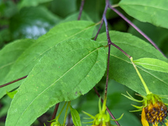 Helianthus microcephalus