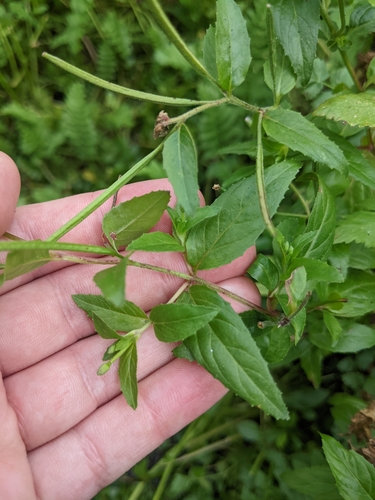 Epilobium ciliatum
