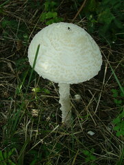 Saproamanita thiersii