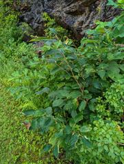 Hamamelis