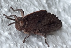 Goniaea australasiae